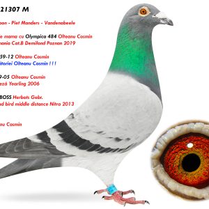 1.RO-21-21307 M ♂ Semifrate de mama cu Olympica 484 Olteanu Cosmin Fiu din 12259-12 Baza crescătoriei Olteanu Cosmin ! ! ! Nepot 6049