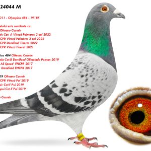 2.RO-24-24044 M ♂ Nepot Olympica 484 Tatal porumbelului este semifrate 020011-20 1e Lot Olympic Cat. A Viteză Palmares 2 ani 2022