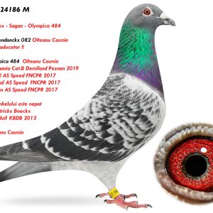 9.RO-24-24186 M ♂ Nepot Hasendonckx 082 Olteanu Cosmin Super Reproducator !! Linie Olympica 484 Olteanu Cosmin 1e Lot Romania