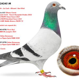 5.RO-24-24245 M ♂ Nepot Olympica 655 Olteanu Cosmin Loc 1 Lot Romania Cat.G - Tineret Olympiada Oradea 2022 Loc 1 Nat Viteză Tineret