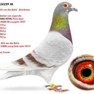 3.RO-24-24259 M ♂ Tatal porumbelului este nepot din BLIZZARD KING KITTEL Pierre Beyl 1e Nat ace KBDB SD youngster 2021 3 Noyon