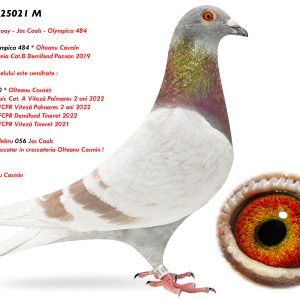 7.RO-25-25021 M ♂ Nepot din celebru 056 Jos Cools Super reproducator in crescatoria Olteanu Cosmin ! Nepot * Olympica 484 *