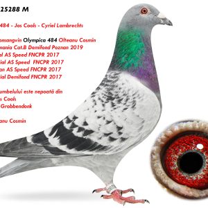 8.RO-25-25288 M ♂ Nepot si consangvin Olympica 484 1e Lot Romania Olteanu Cosmin Linie SPEEDY Jos Cools 1e AsDuif Grobbendonk