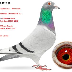 RO-25-25352 M ♂ Mama porumbelului este semisoră cu : 9009147-17 2e National AS Speed FCPR 2018