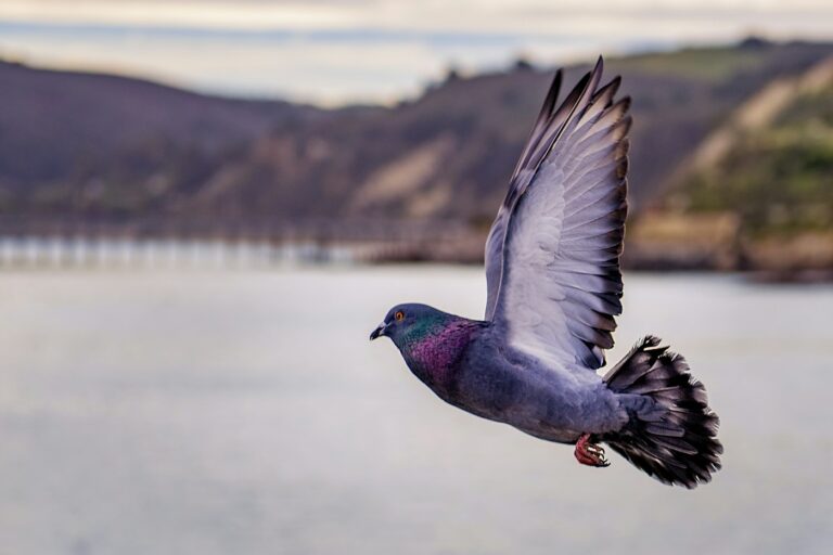 Porumbei în zbor, fotografie Tim Mossholder / Unsplash